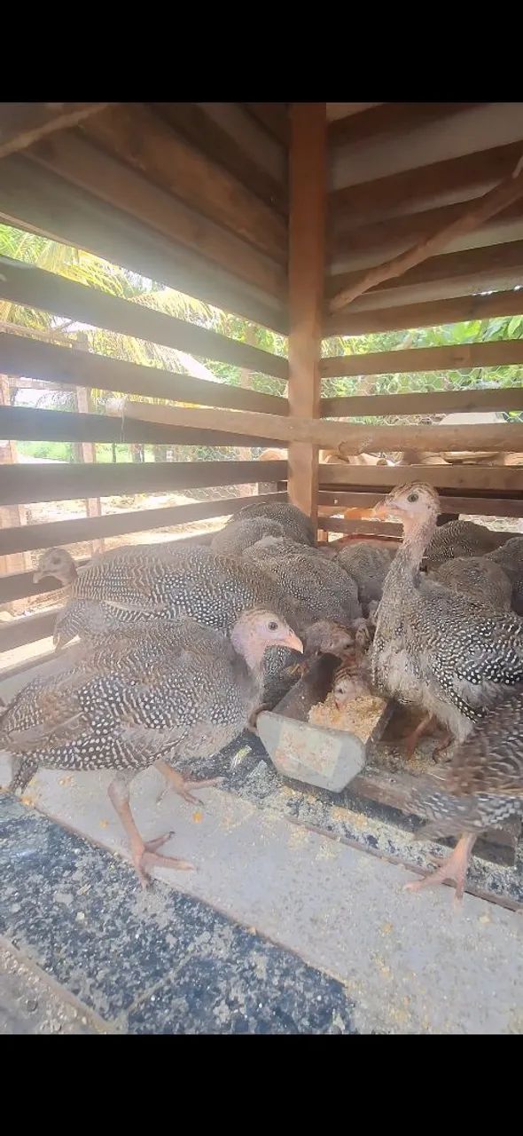 Galinha da angola novas - Foto 4