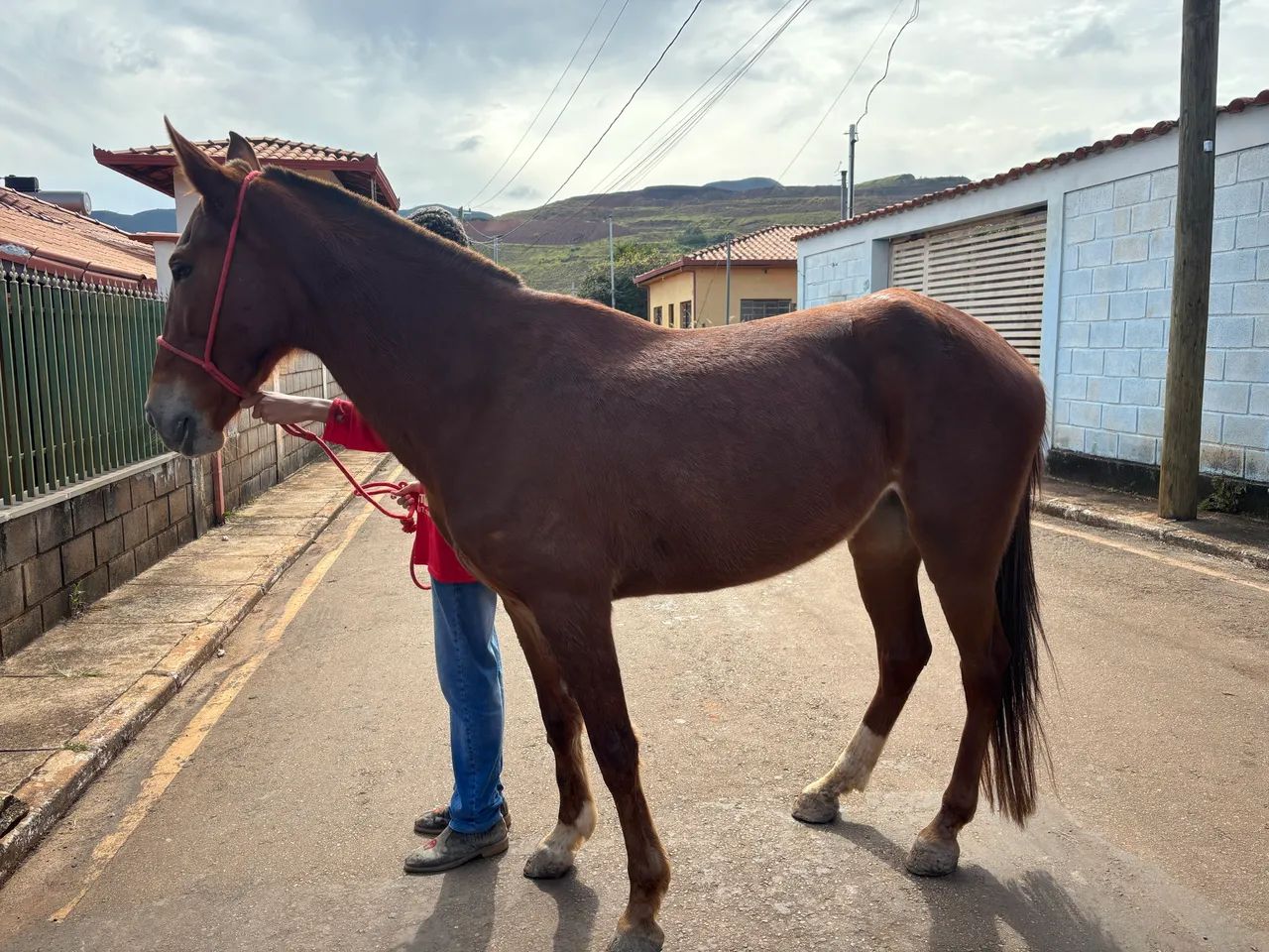 Égua  - Foto 2