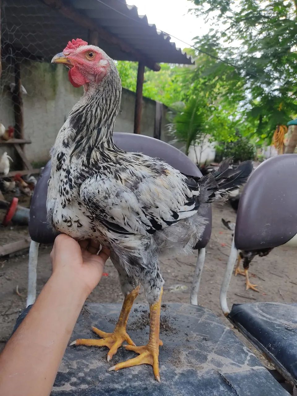 Vendo Frangos Caipira