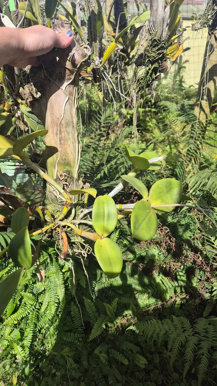 Orquídea Cattleya violacea striata  - Foto 2