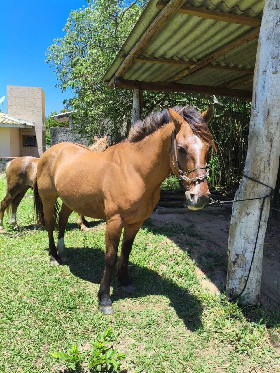 Cavalo Crioulo