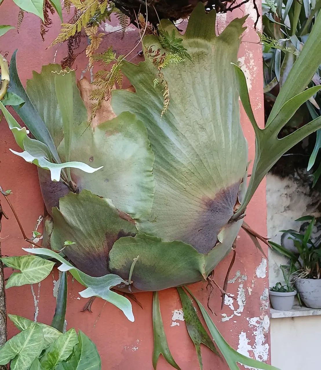 Samambaia chifre de veado  - Foto 2