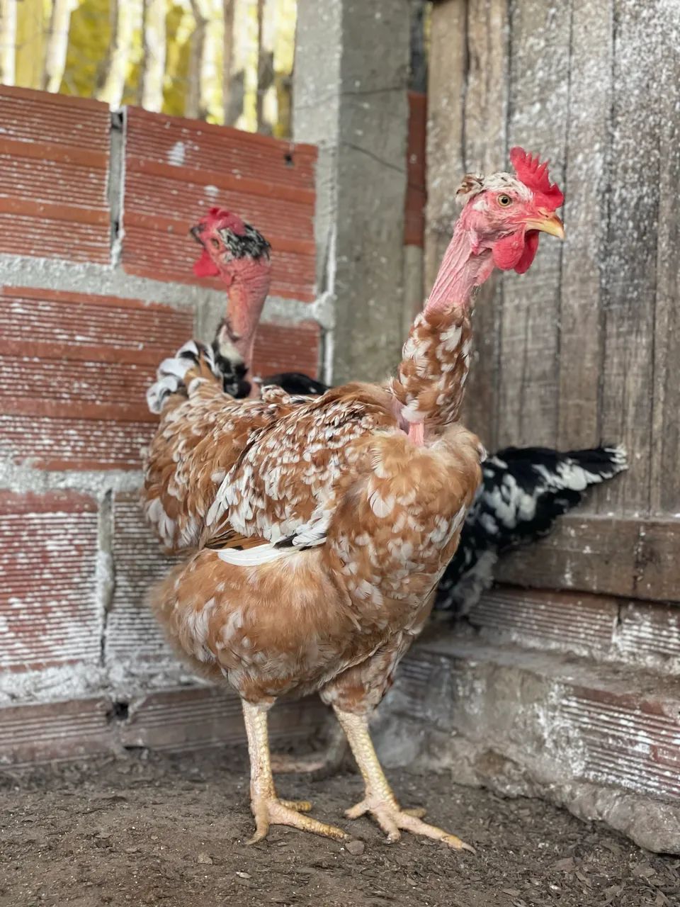 Vendemos ovos férteis das galinhas balão pescoço pelado  - Foto 5