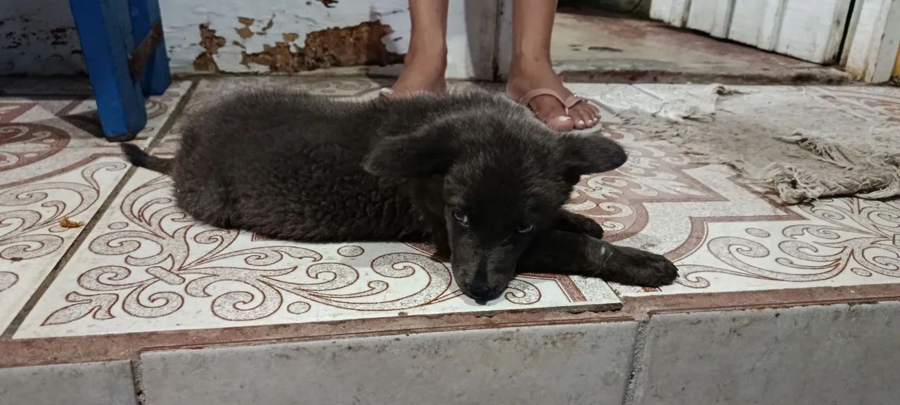 Adoção Responsável - Foto 3