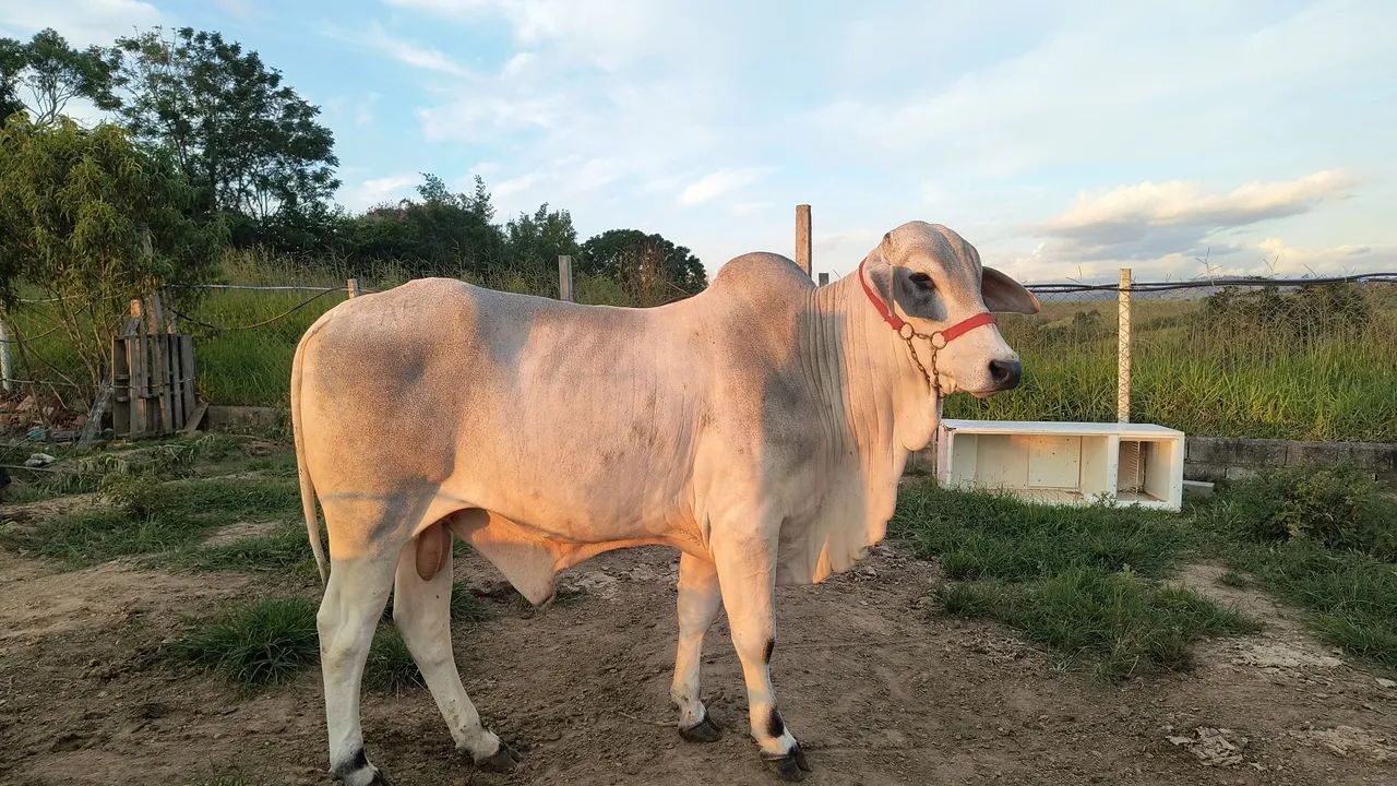 Touro Tabapuã 