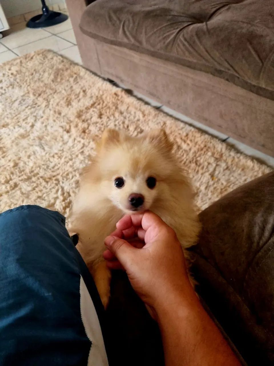 Spitz Alemão - Foto 4