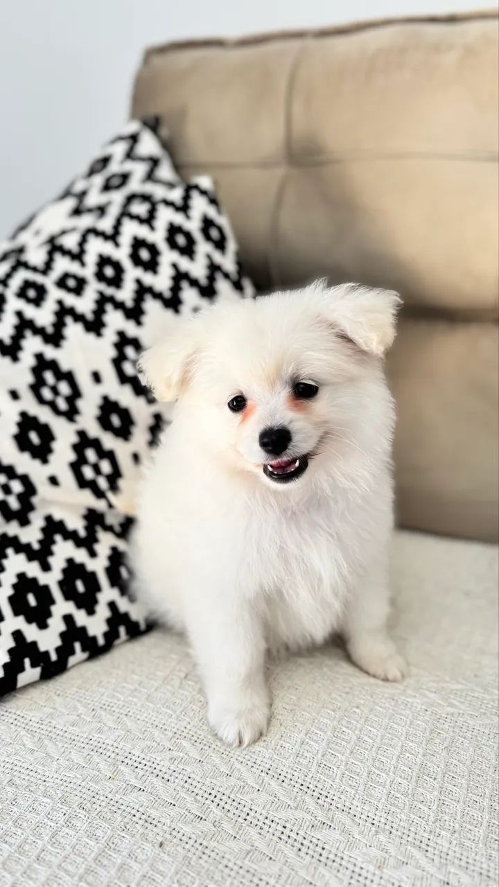 Spitz alemão  - Foto 5