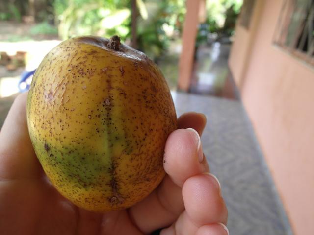 Pé de cajarana