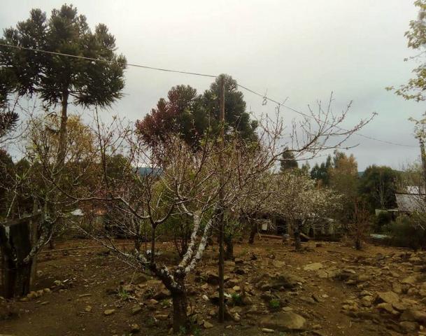 Sítio na Vila Rural (Queimadas) em Inácio Martins - Área: 5,044.09 m² - Foto 4