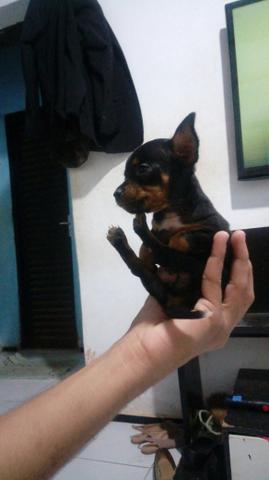 Vendo esses lindos filhotes de pincher zero - Foto 2