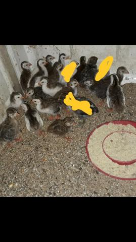 Angolinhas/ Angola