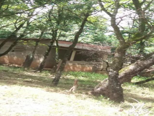 Chácara à venda com 3 dormitórios em Zona rural, Cezarina cod:em527 - Foto 9