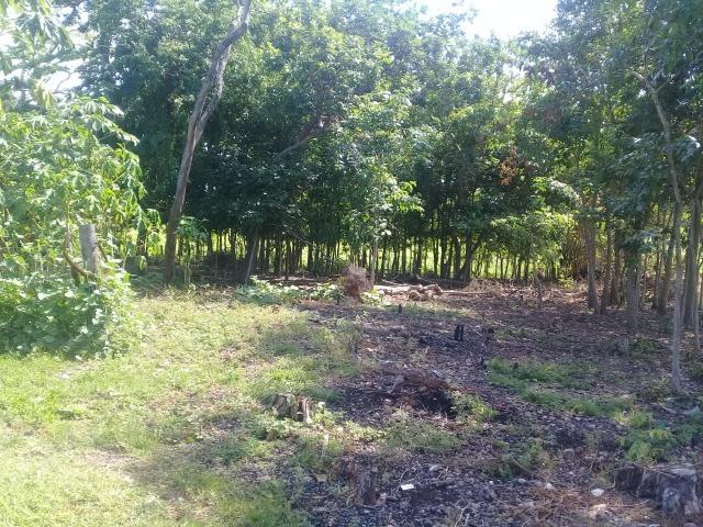 Fazenda toda formada a 99 km de Várzea Grande sentido Cáceres - Foto 15