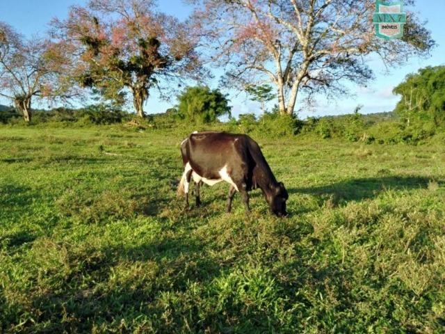 Fazenda plana, completa com 564 Hectares. Produção de Cacau e gado - Foto 18