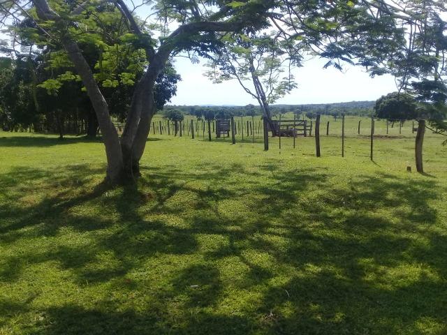 Fazenda toda formada a 99 km de Várzea Grande sentido Cáceres - Foto 11