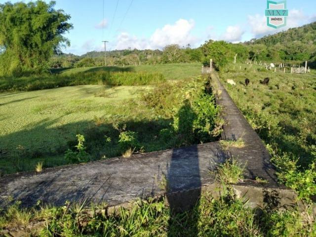 Fazenda plana, completa com 564 Hectares. Produção de Cacau e gado - Foto 19