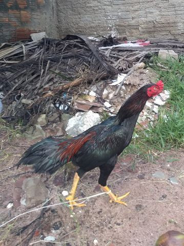 M galo