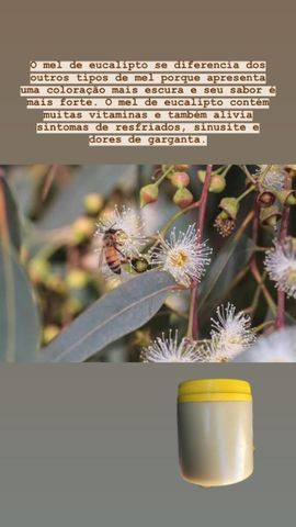 Mel de Abelha Puro- Eucalipto - Direto do produtor - Potes de 1KG - Foto 5