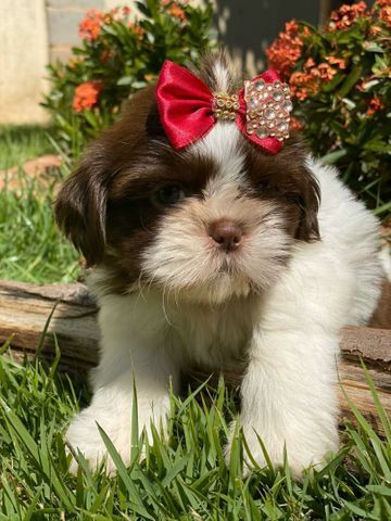 Microchipados Atestado de Saúde e Pedigree grátis Shih Tzu