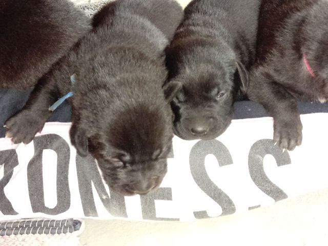 Filhotes Labrador puro