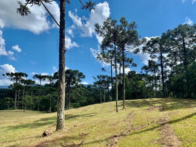 Chácara em Urubici/ terreno em Urubici/ Urubici - Foto 11
