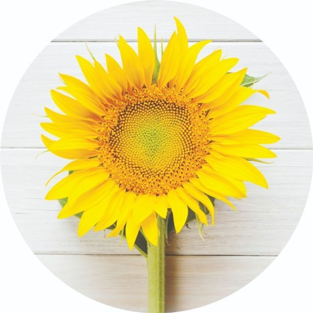 Adesivos decorativos - Foto 6