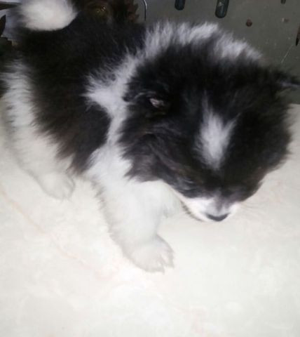 Oportunidade com Seguranca Spitz Alemão Babys - Foto 2