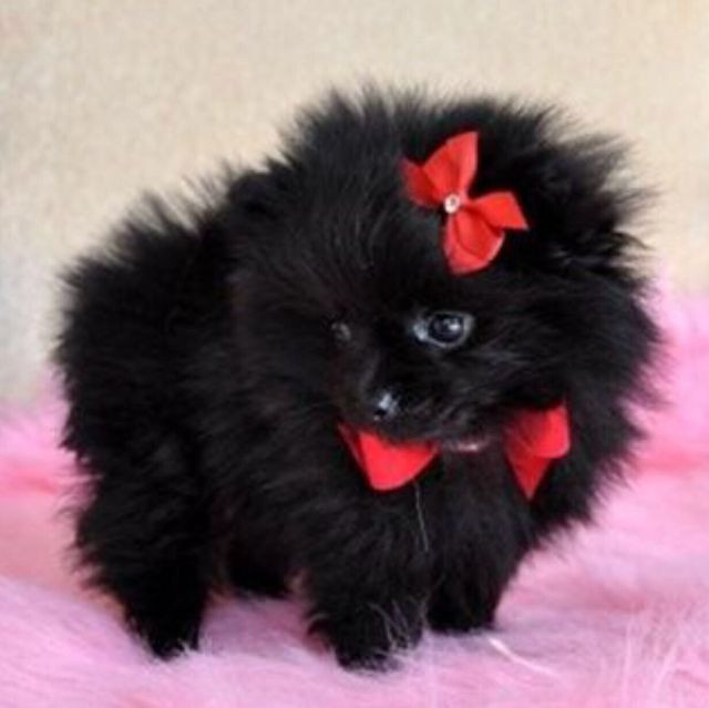 Oportunidade com Seguranca Spitz Alemão Babys - Foto 3