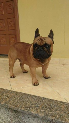 Macho Adulto de bulldog francês - Foto 2