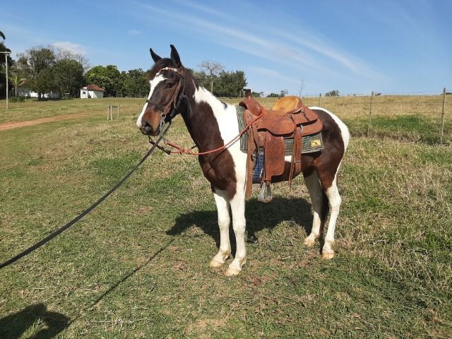 Cavalo pampa - Foto 4