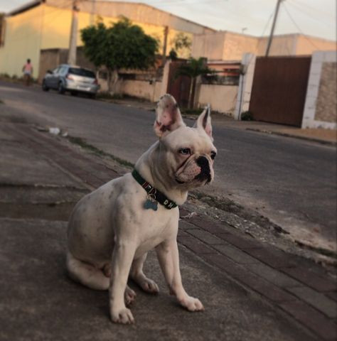Procuro uma namorada Bulldog francês