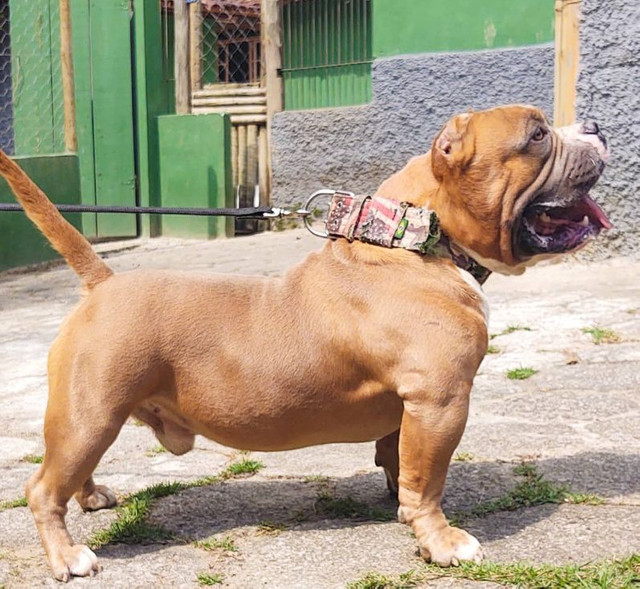 American Bully Pocket Extreme Cobertura - Foto 4