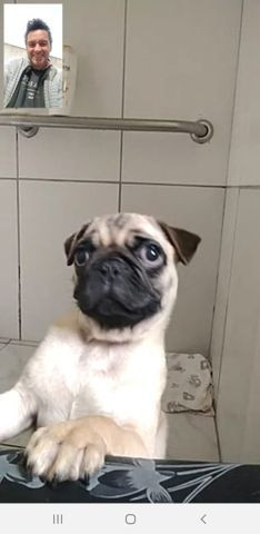 Vendo um cão da raça Pug com 3 meses de idade no particular