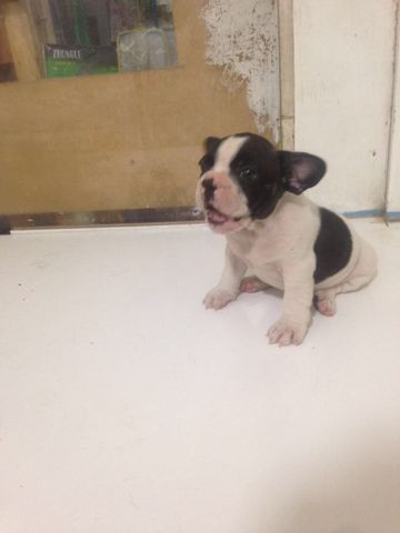 Com Um kit Especial de Presente Bulldog Frances Filhotes - Foto 2