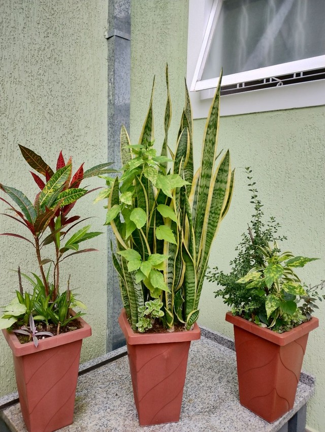 Trio plantas 