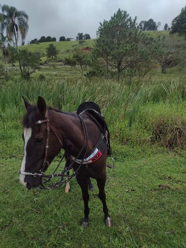 Cavalos - Santa Terezinha, São Paulo