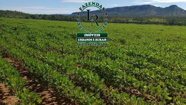 Fazenda 462 Alqueires Beira Lago Palmas Dupla Aptidão - Foto 2
