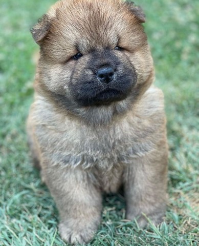 Chow Chow filhotes disponíveis.