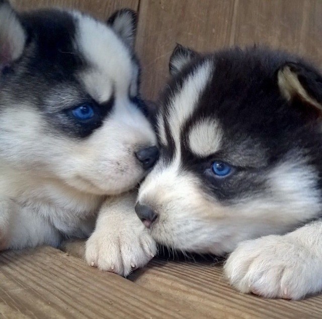 Husky Siberiano filhotes disponível.