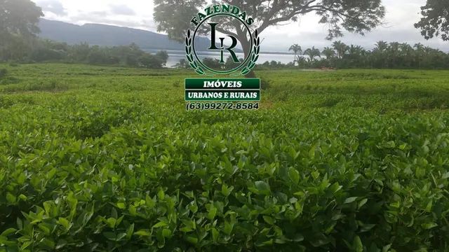 Fazenda 462 Alqueires Beira Lago Palmas Dupla Aptidão
