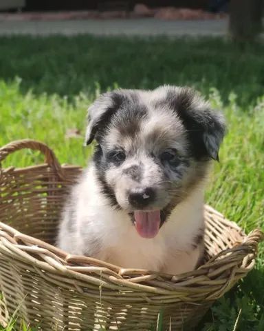 Australian shepherd hot sale olx