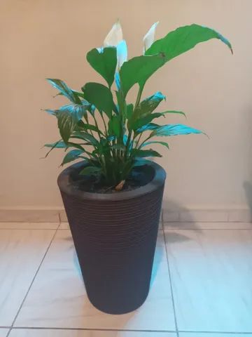 vaso decoraçao - Foto 2