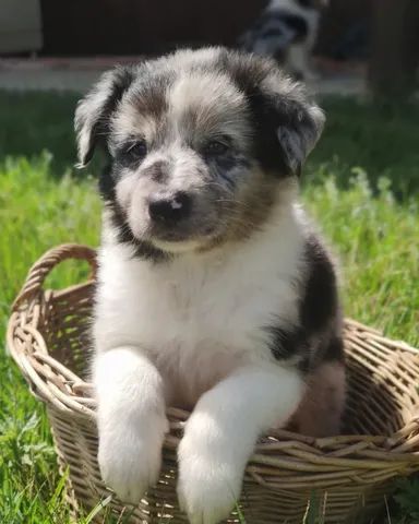 Australian shepherd hot sale olx