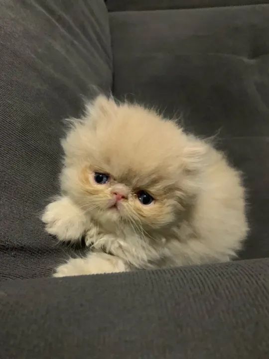 Filhote de persa macho  