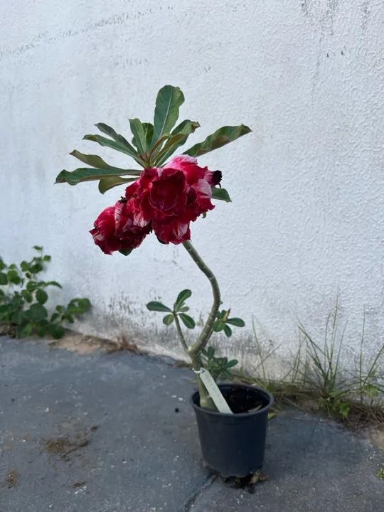 Rosa do deserto enxertada multipetalas 