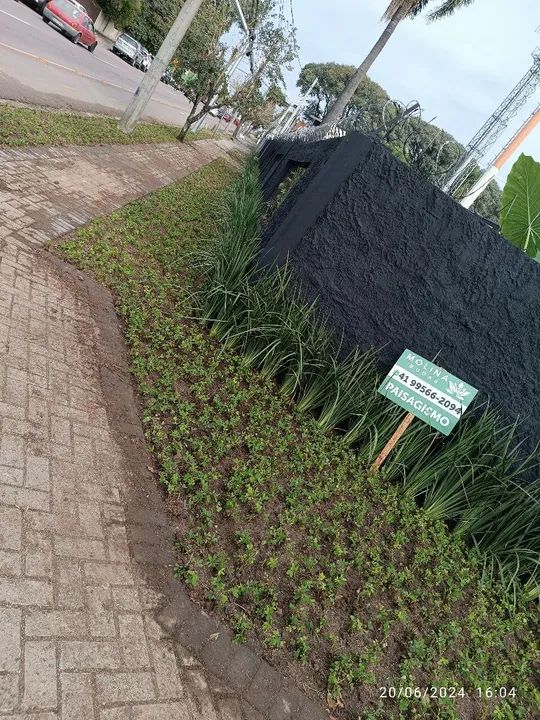 Grama Amendoim ? - Foto 4