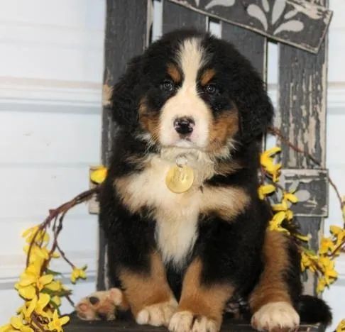 Olx bernese sales