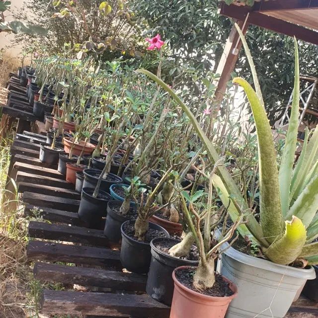 Rosa do Deserto. - Foto 2