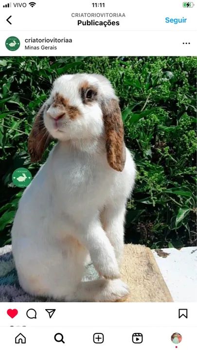 Plantel inteiro  - Foto 4