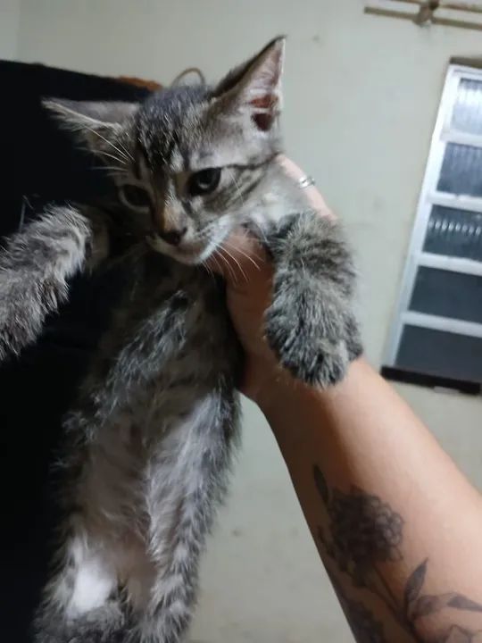 Gatinhas - Doação  - Foto 5